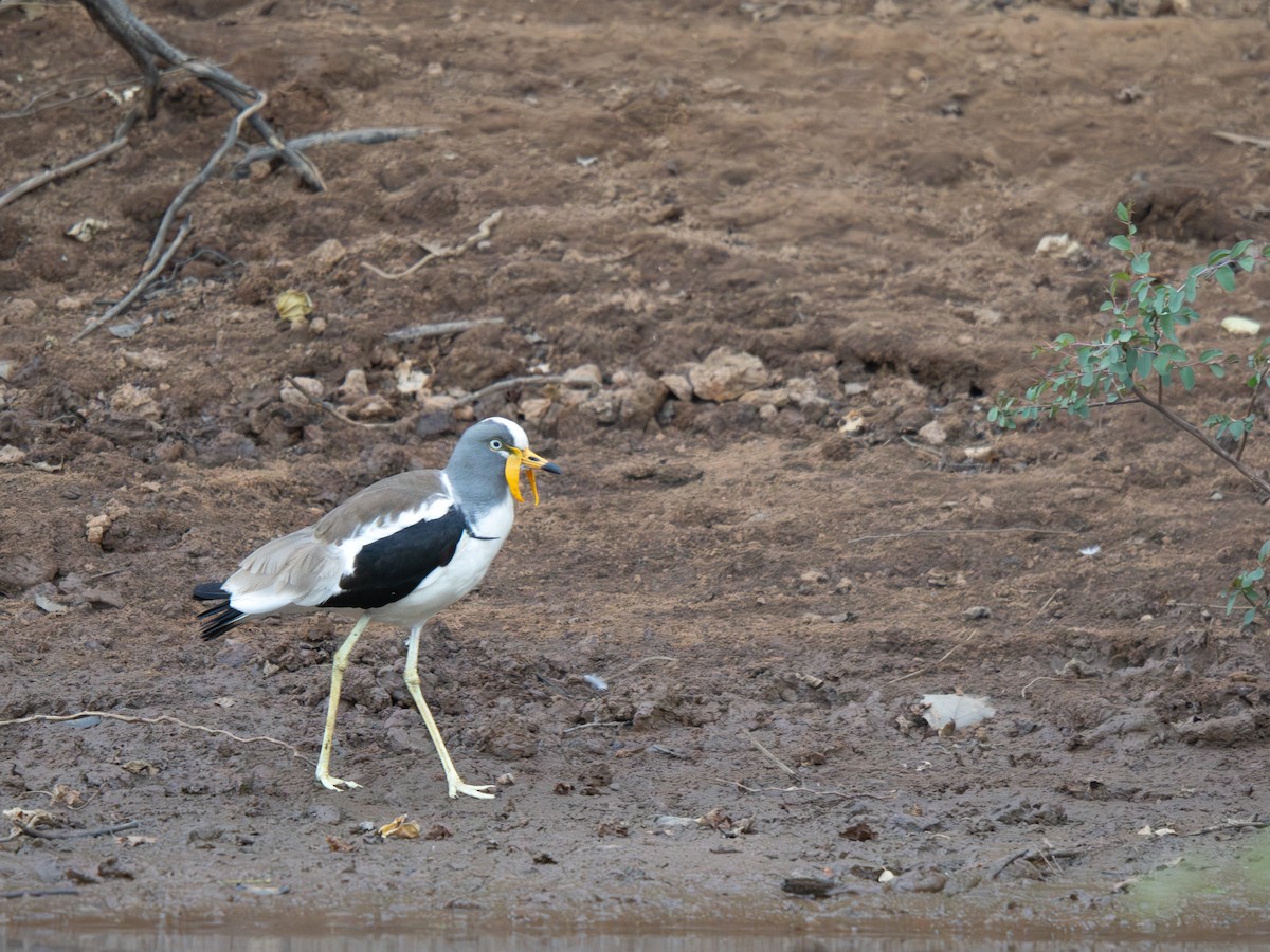 Белоголовый чибис - ML652187582