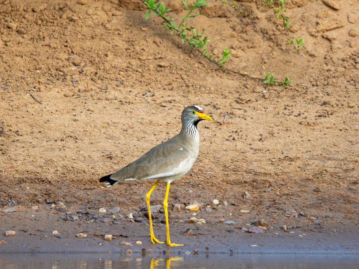 Сенегальский чибис - ML652187596