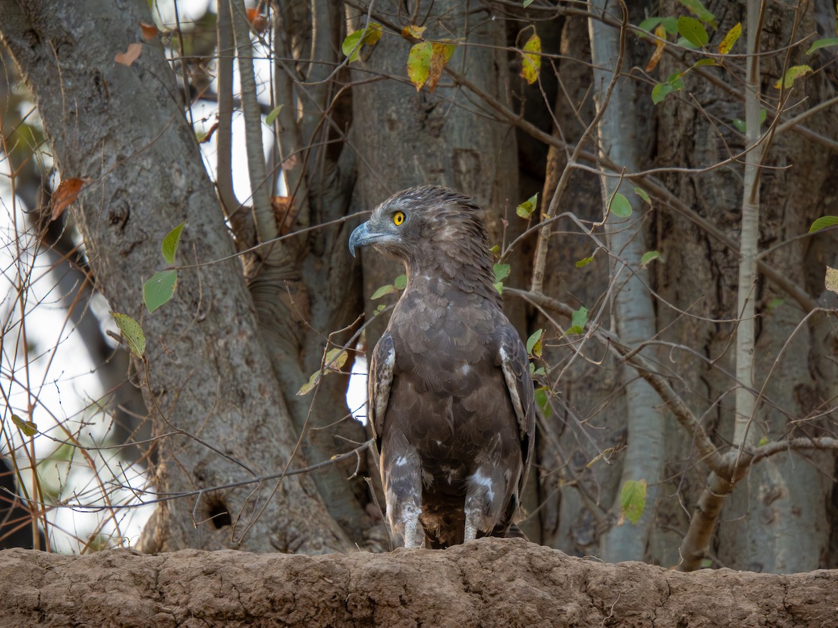 Бурый змееяд - ML652187605