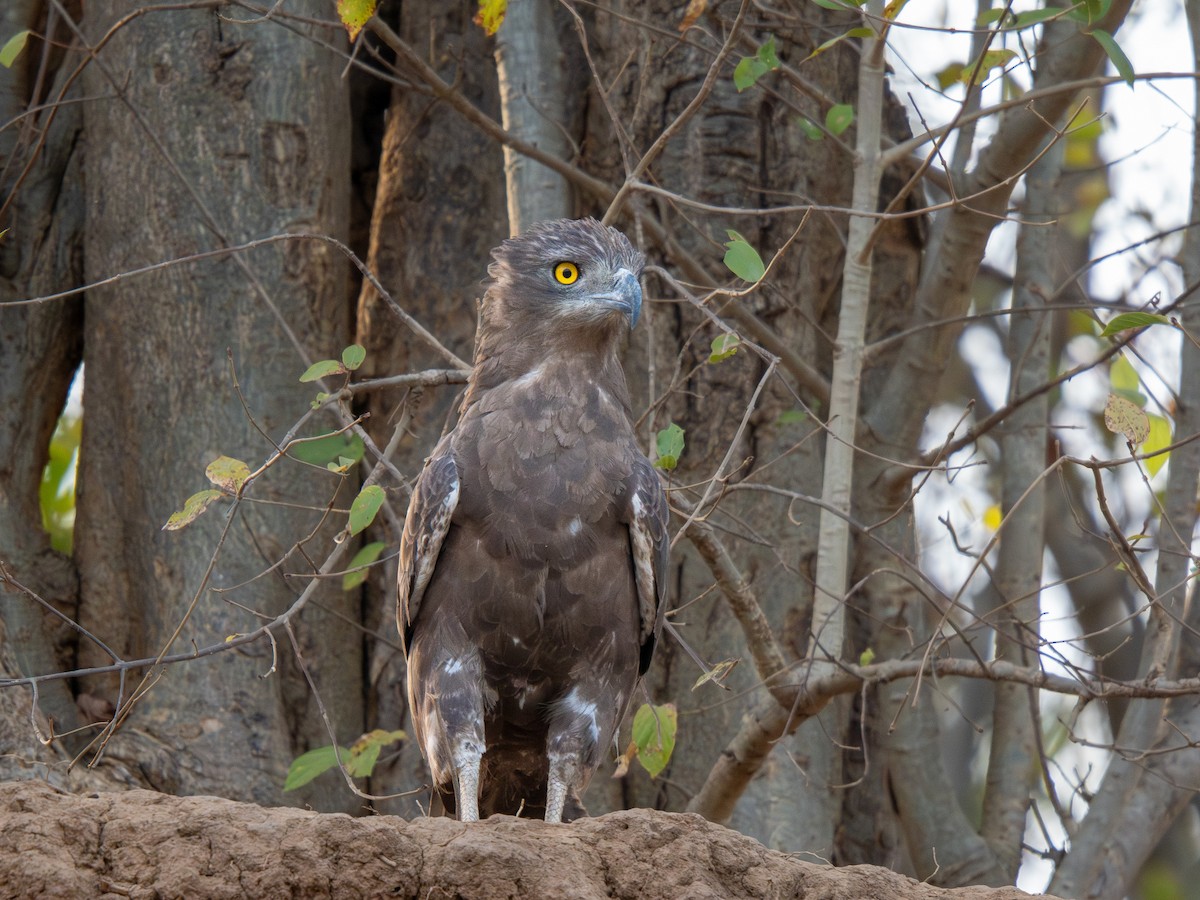 Бурый змееяд - ML652187606