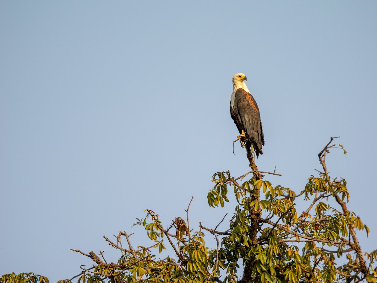 Орлан-крикун - ML652187608