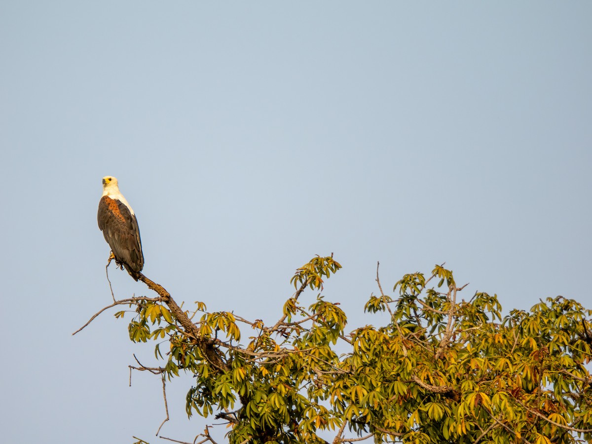 Орлан-крикун - ML652187609