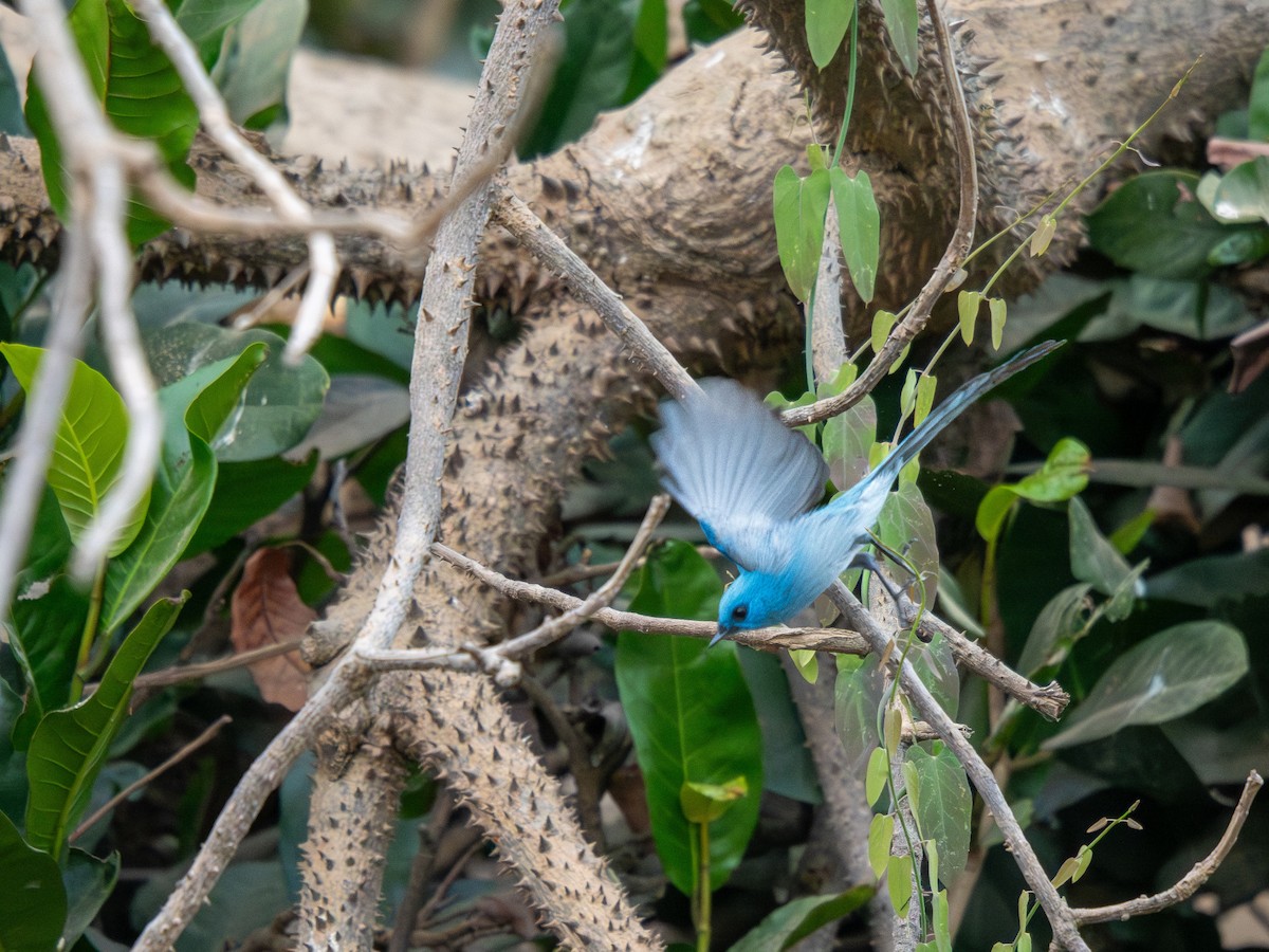 Бирюзовая эльминия - ML652187614