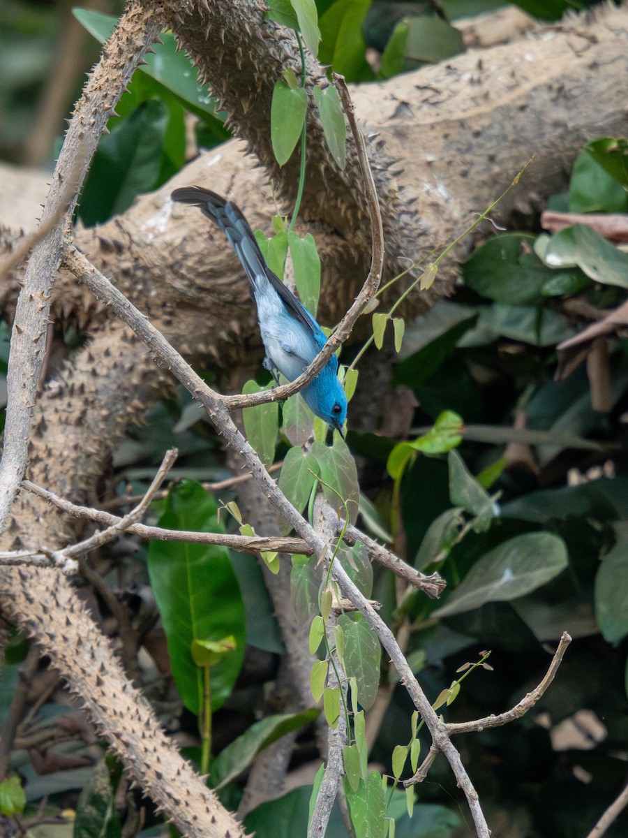 Бирюзовая эльминия - ML652187615