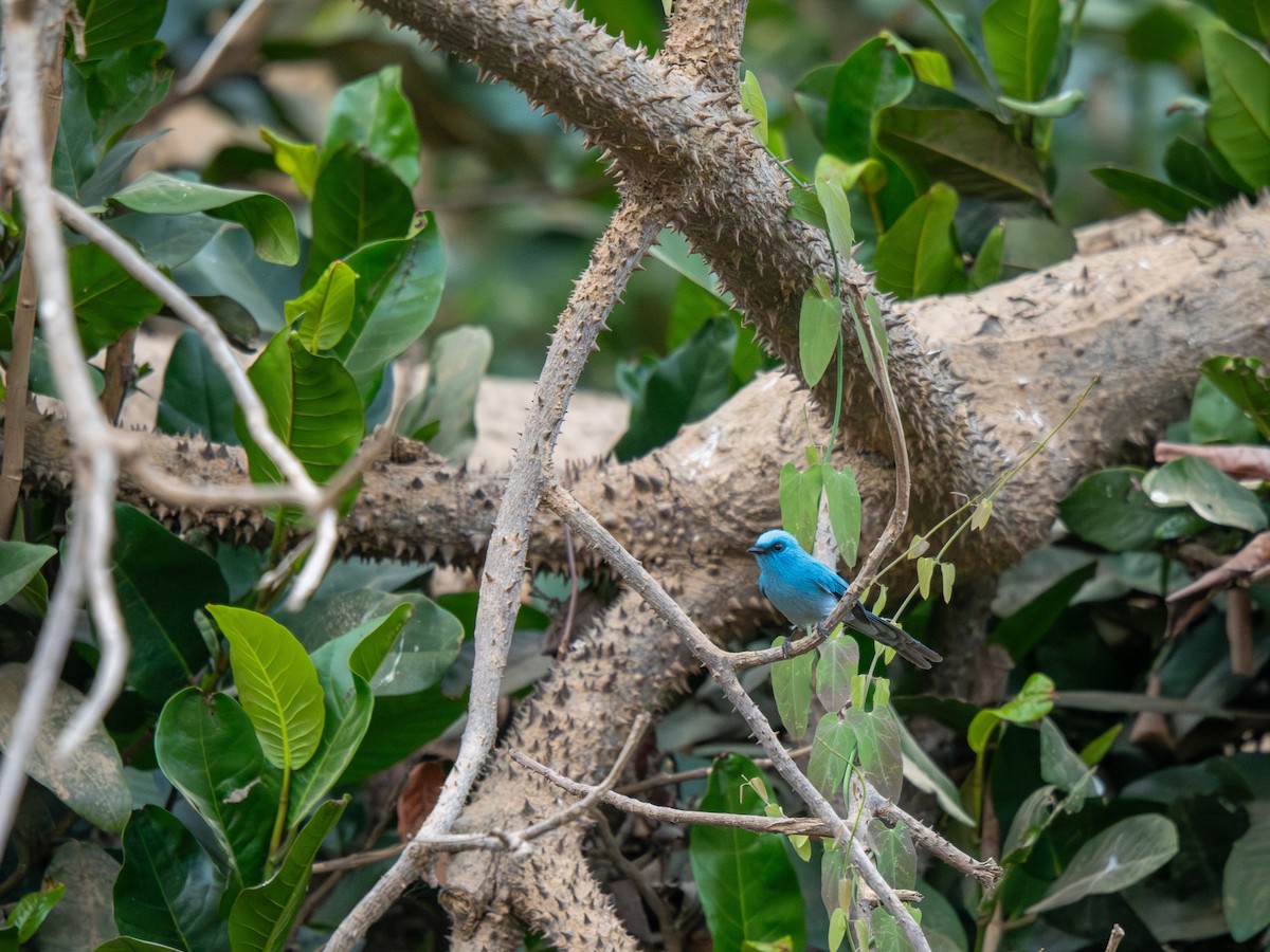 Бирюзовая эльминия - ML652187616