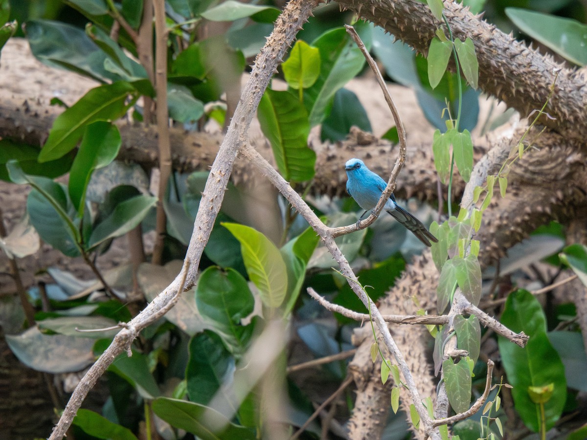 Бирюзовая эльминия - ML652187617