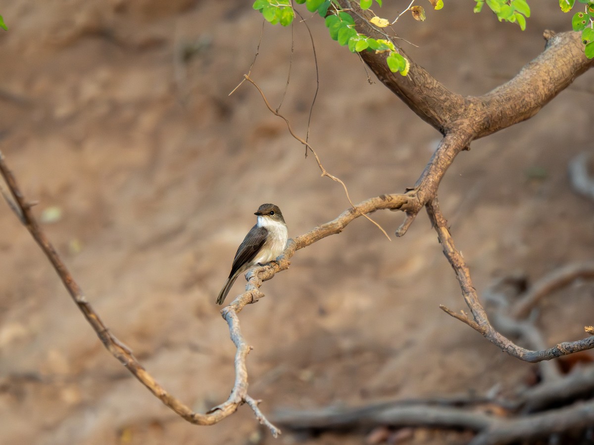 Болотная мухоловка - ML652187619