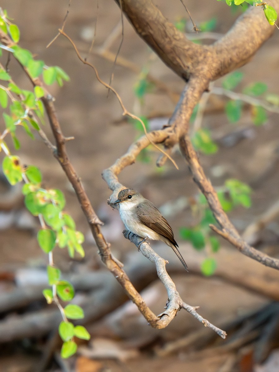 Болотная мухоловка - ML652187620