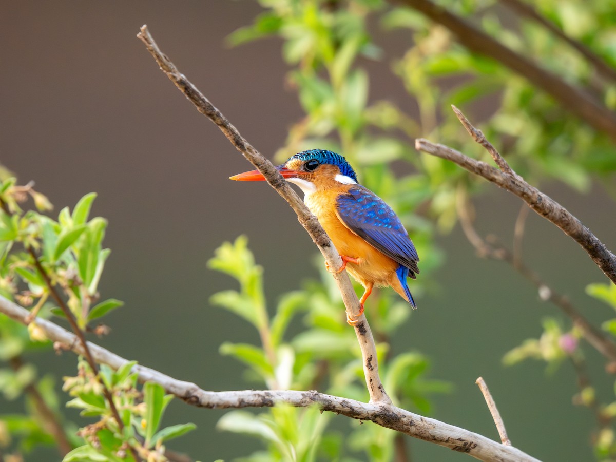 Малахитовый зимородок - ML652187629