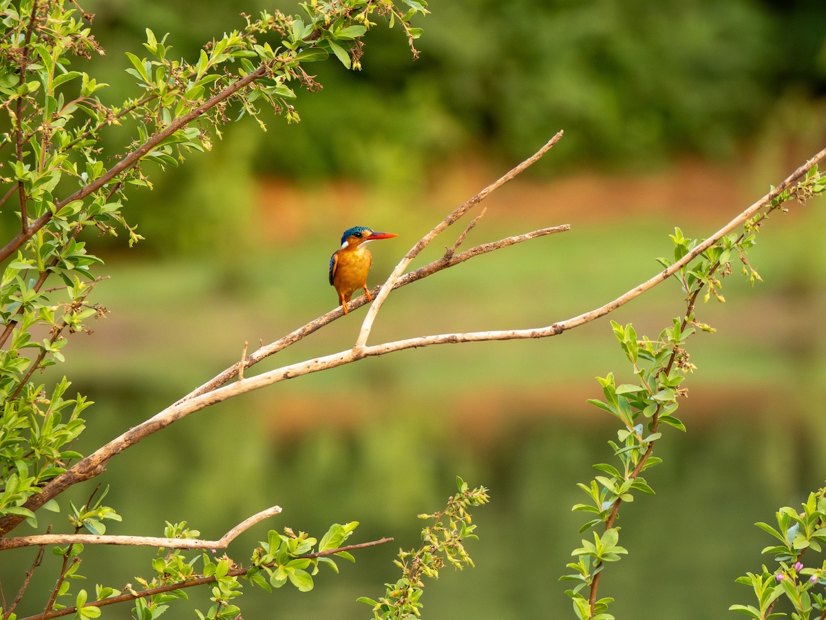 Малахитовый зимородок - ML652187630