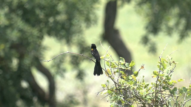White-winged Widowbird - ML652187660