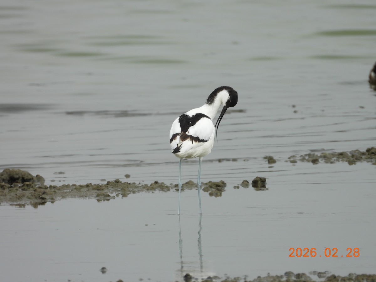 Abozeta kaskabeltza - ML652187708