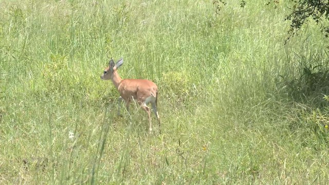 Southern Steenbuck - ML652187760