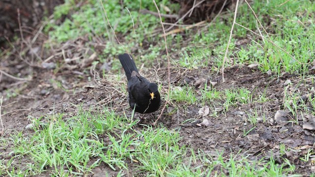 Хар хөөндэй - ML652187862