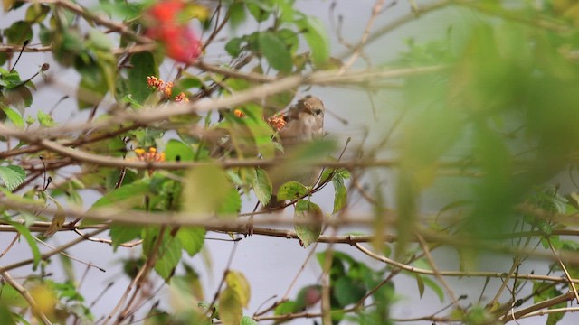 Манжуурын бутны сонд - ML652187899