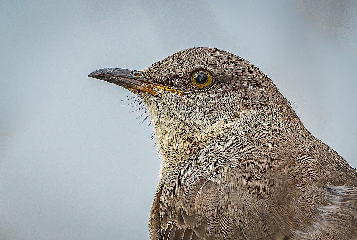 Northern Mockingbird - ML652188003