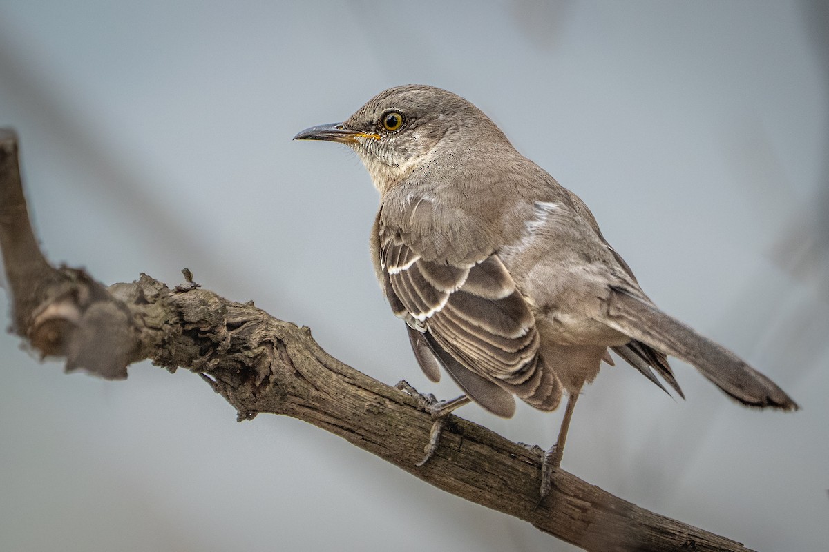 Northern Mockingbird - ML652188004