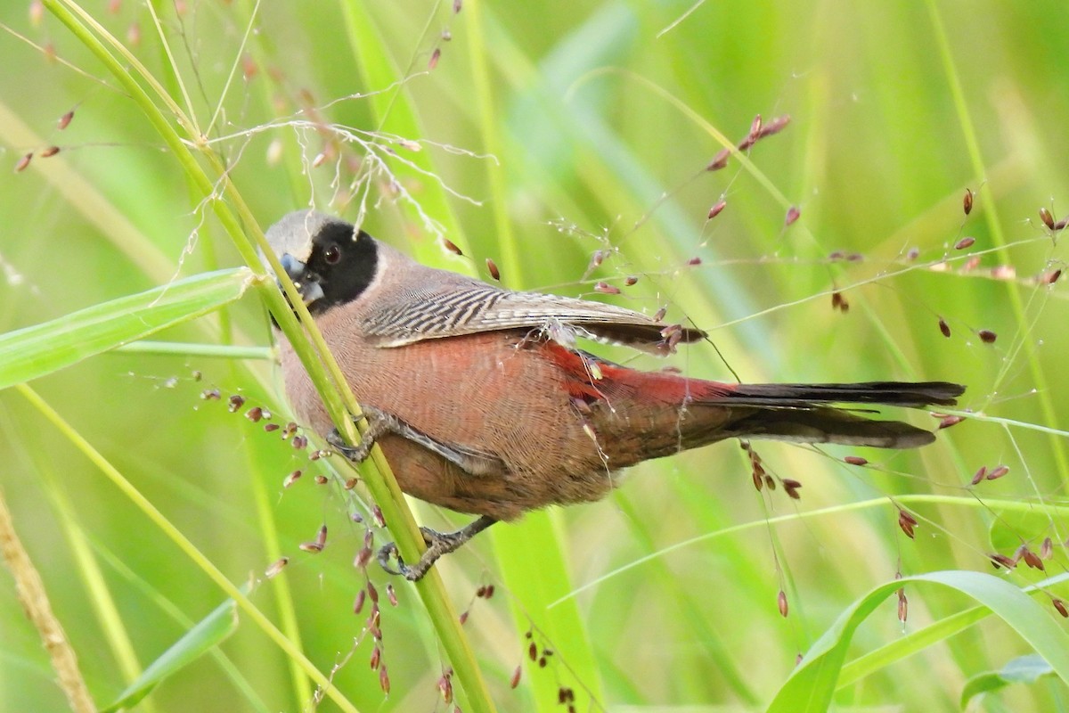 Black-faced Waxbill - ML652188151