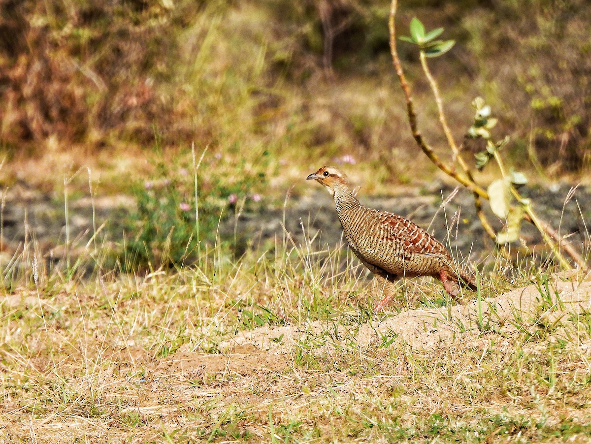 Gray Francolin - ML652188602