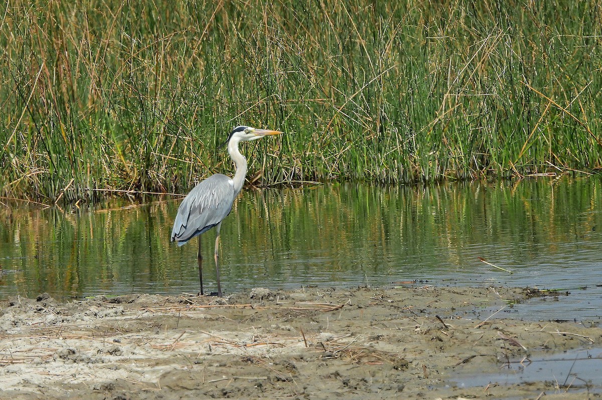 Хөх дэглий - ML652188610