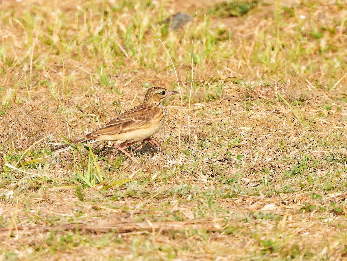 Paddyfield Pipit - ML652188618