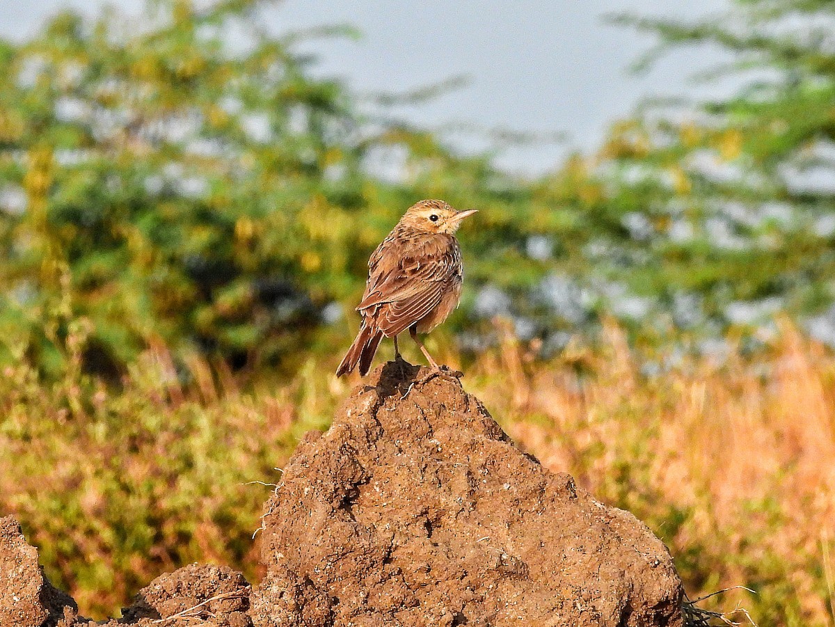 Long-billed Pipit - ML652188619