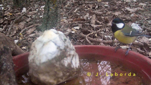 ירגזי מצוי - ML652188701