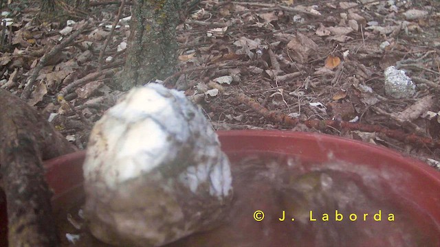 עלווית חורף - ML652188703