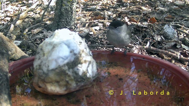 סבכי שחור-כיפה - ML652188705