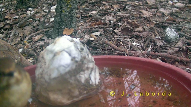 חטפית שחורת-עורף - ML652188706