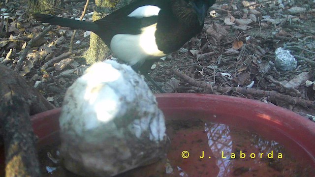 עקעק זנבתן - ML652188715