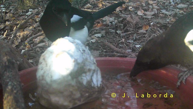 עקעק זנבתן - ML652188716