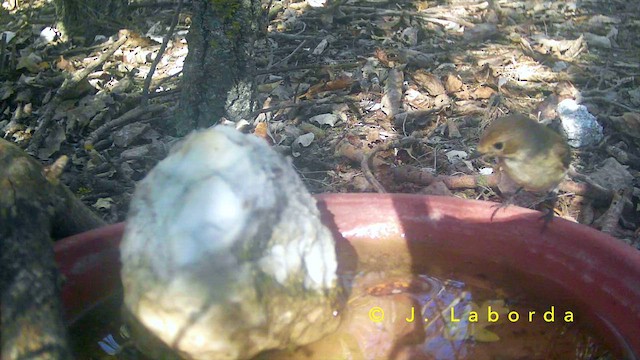 חטפית שחורת-עורף - ML652188720