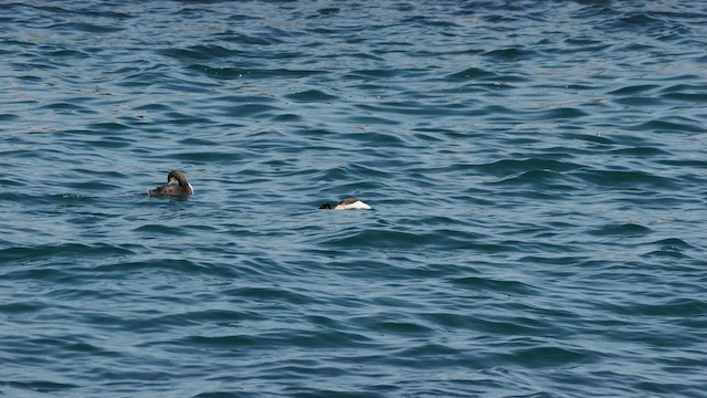 צוללן פסיפי - ML652188774