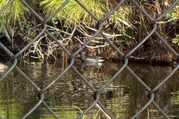 Common Gallinule - ML652188787