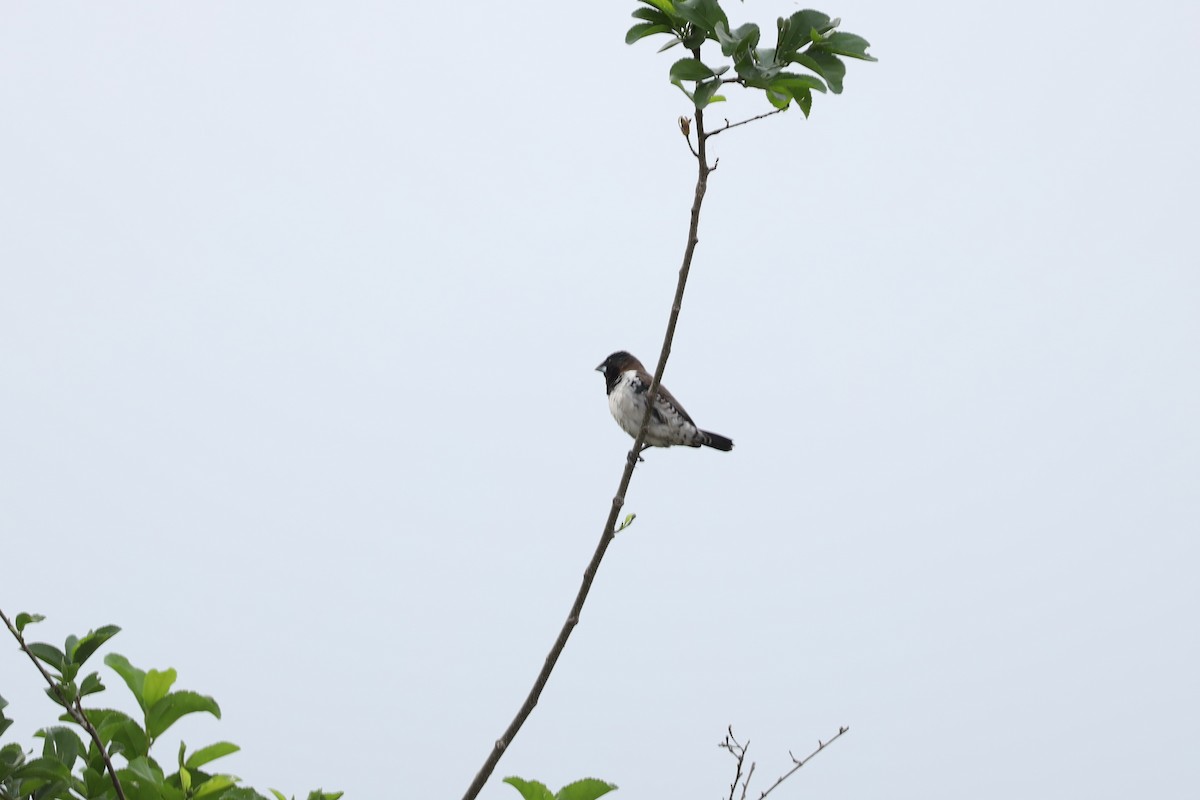 Bronze Mannikin - ML652188926