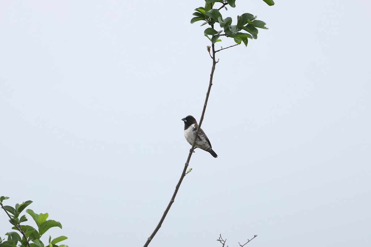 Bronze Mannikin - ML652188927