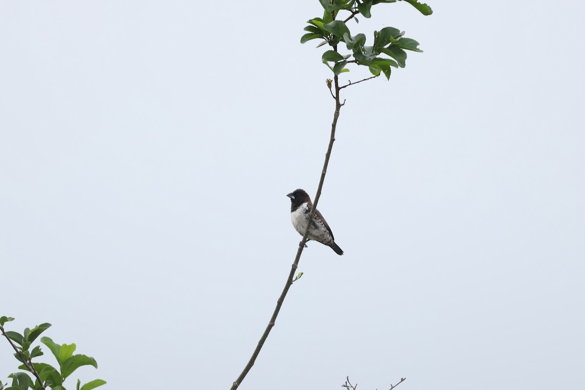 Bronze Mannikin - ML652188928