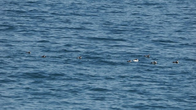 צוללן פסיפי - ML652188952