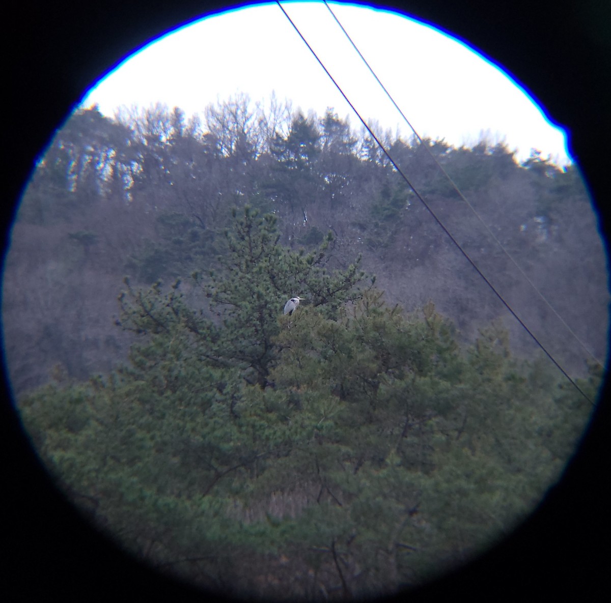 왜가리 - ML652188978