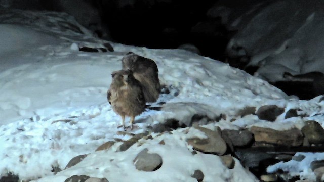 Рыбный филин (blakistoni) - ML652189164