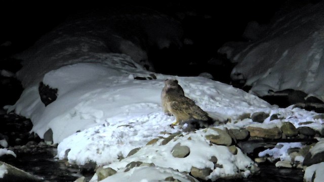 Рыбный филин (blakistoni) - ML652189165