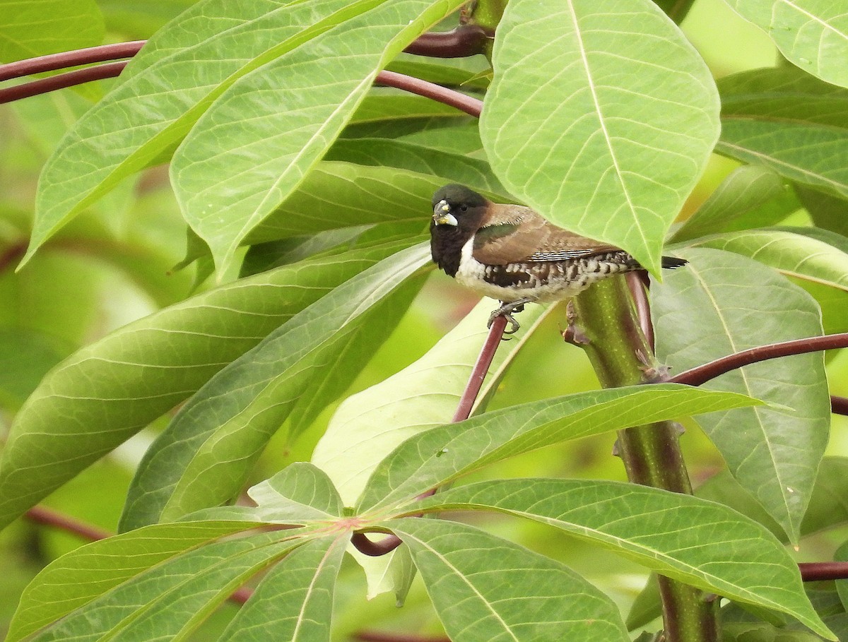 Bronze Mannikin - ML652189376