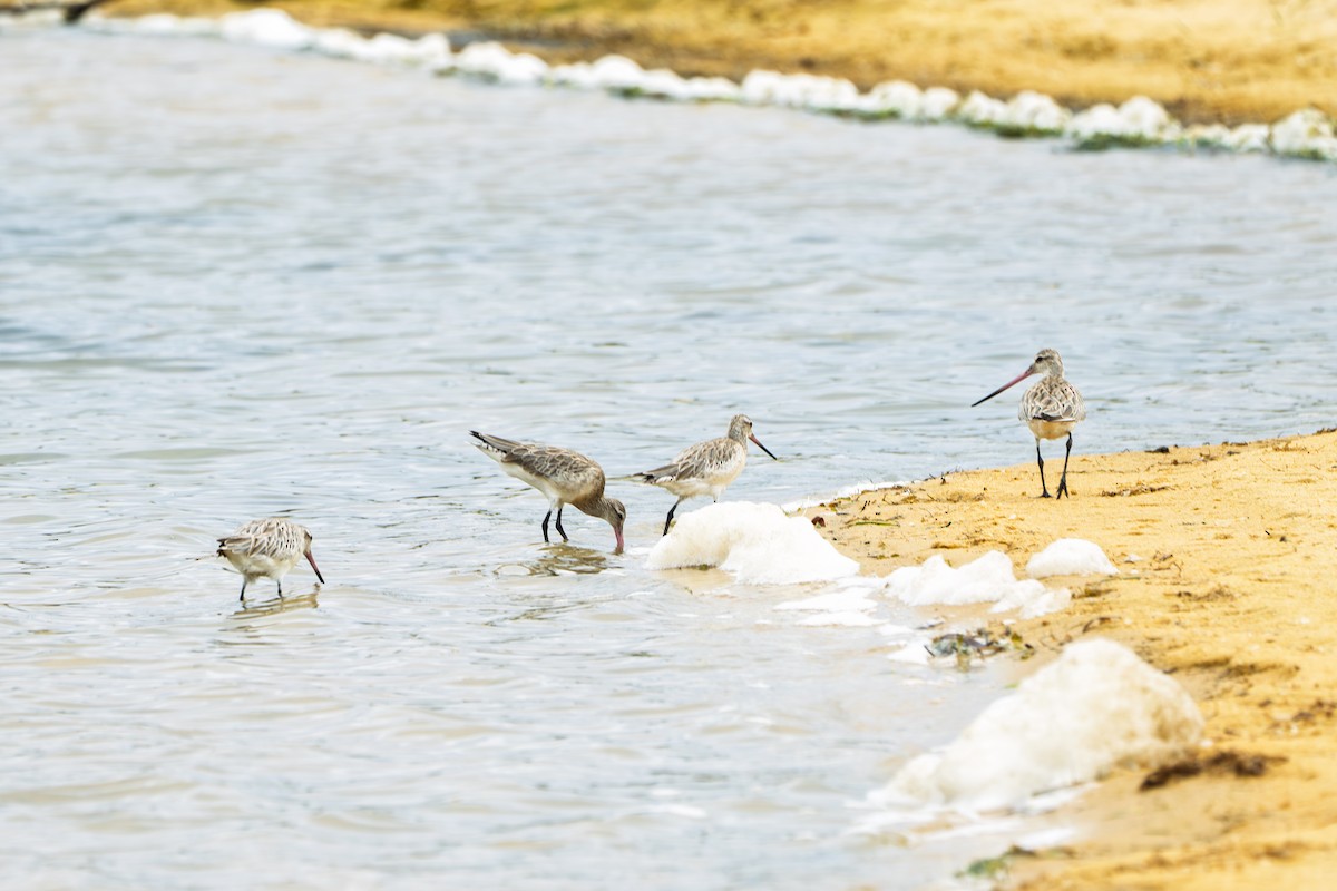 Aguja Colipinta (siberiana) - ML652189388