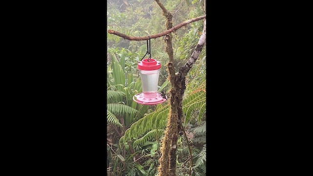 Purple-throated Woodstar - ML652189455