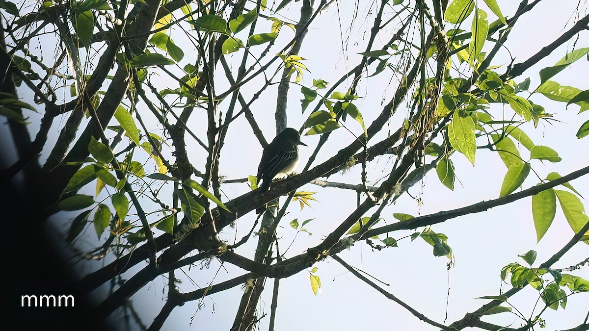 Восточный мухолов - ML652189501