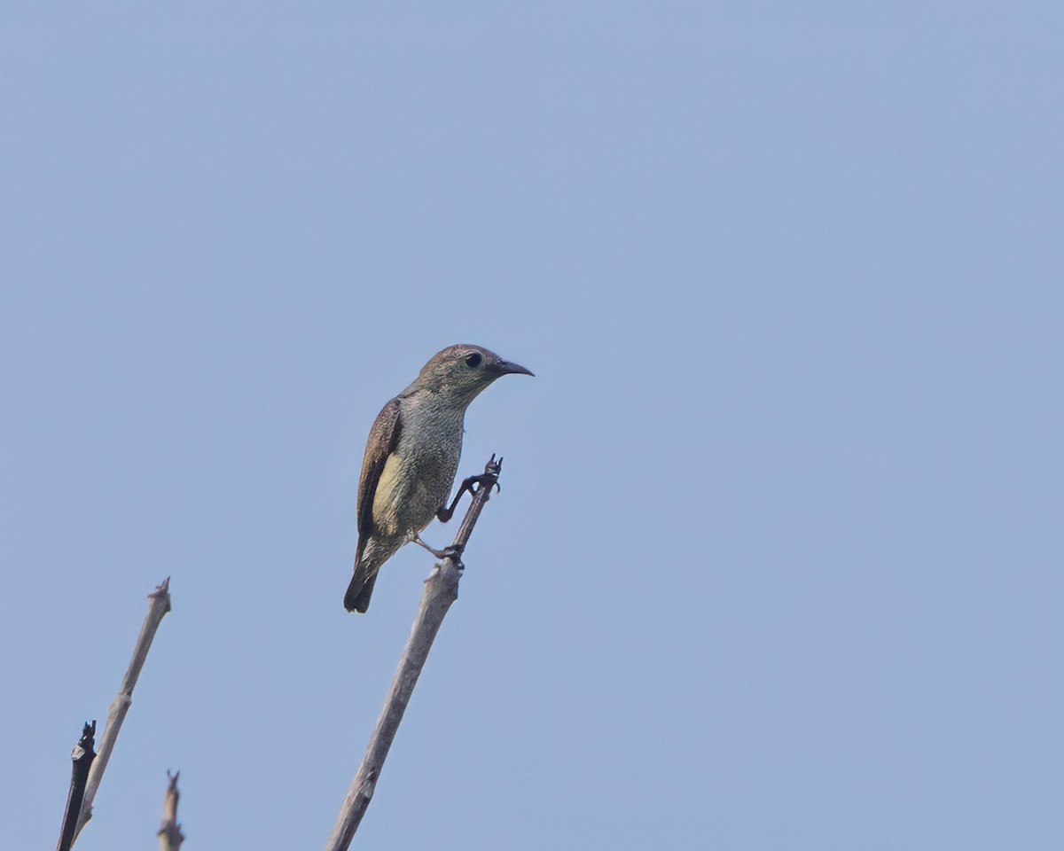 Nilgiri Flowerpecker - ML652189566