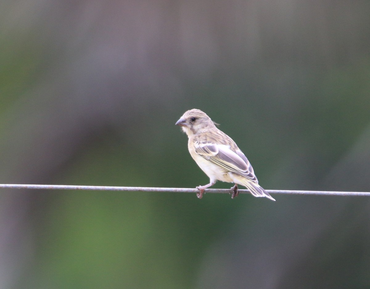 Lemon-breasted Seedeater - ML652189768