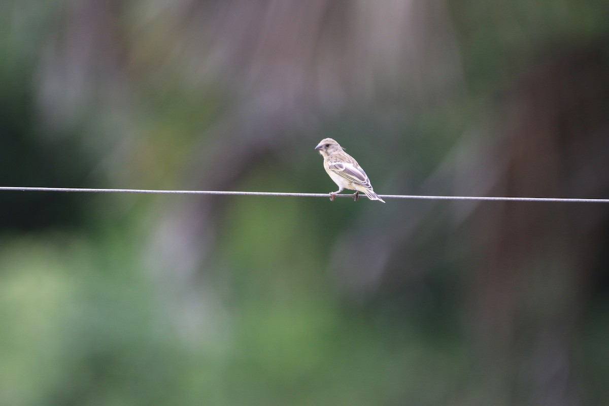 Lemon-breasted Seedeater - ML652189769