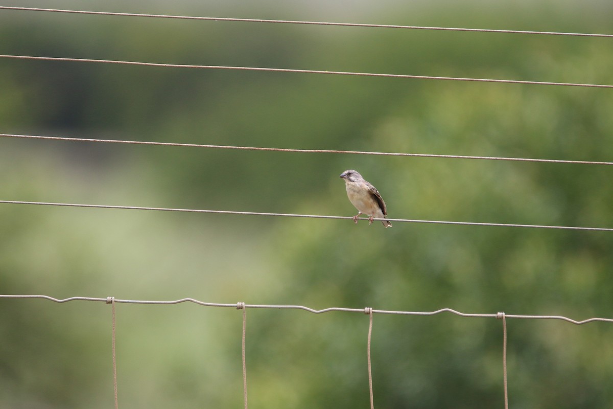Lemon-breasted Seedeater - ML652189770